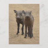 最も可愛い赤ん坊の動物 | Two Young Warthogs ポストカード (正面)