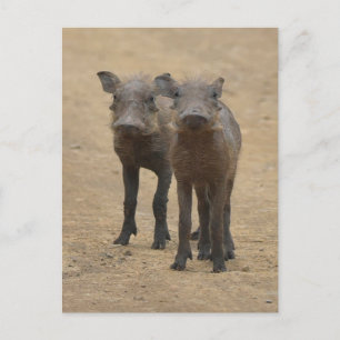 最も可愛い赤ん坊の動物 Two Young Warthogs ポストカード