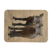最も可愛い赤ん坊の動物 | Two Young Warthogs マグネット (横)