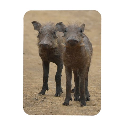 最も可愛い赤ん坊の動物 | Two Young Warthogs マグネット (縦)