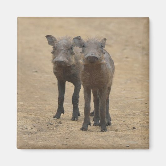 最も可愛い赤ん坊の動物 | Two Young Warthogs マグネット (正面)