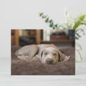 最も可愛い赤ん坊の動物 | Weimaraner Puppy Sleeping サンキューカード (スタンド正面)