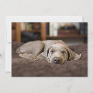 最も可愛い赤ん坊の動物 Weimaraner Puppy Sleeping サンキューカード