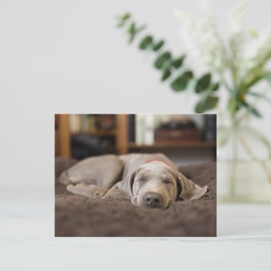 最も可愛い赤ん坊の動物 | Weimaraner Puppy Sleeping ポストカード (スタンド正面)