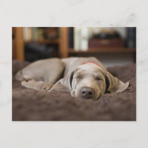 最も可愛い赤ん坊の動物 Weimaraner Puppy Sleeping ポストカード