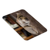 最も可愛い赤ん坊の動物 | Weimaraner Puppy Sleeping マグネット (右側)