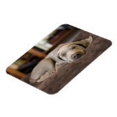 最も可愛い赤ん坊の動物 | Weimaraner Puppy Sleeping マグネット (左側)