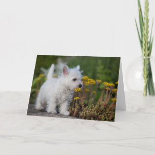 最も可愛い赤ん坊の動物 West Highland White Terrier カード