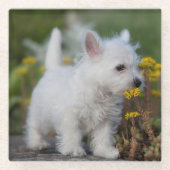 最も可愛い赤ん坊の動物 | West Highland White Terrier ガラスコースター (正面)