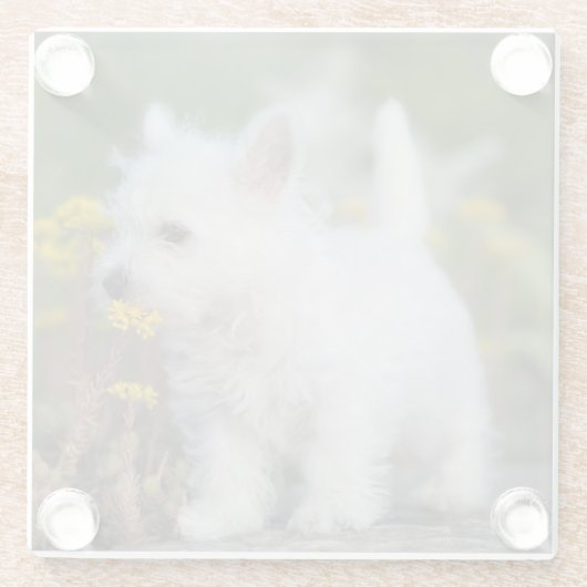 最も可愛い赤ん坊の動物 | West Highland White Terrier ガラスコースター (裏面)