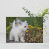 最も可愛い赤ん坊の動物 | West Highland White Terrier サンキューカード (スタンド正面)