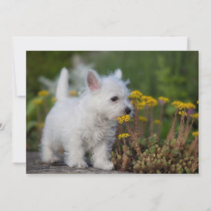 最も可愛い赤ん坊の動物 West Highland White Terrier サンキューカード