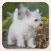 最も可愛い赤ん坊の動物 | West Highland White Terrier スクエアペーパーコースター (正面)
