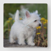 最も可愛い赤ん坊の動物 | West Highland White Terrier スクエア壁時計 (正面)