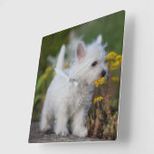 最も可愛い赤ん坊の動物 | West Highland White Terrier スクエア壁時計 (傾斜)
