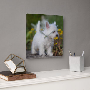 最も可愛い赤ん坊の動物 West Highland White Terrier スクエア壁時計