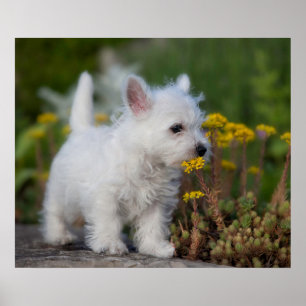 最も可愛い赤ん坊の動物 West Highland White Terrier ポスター