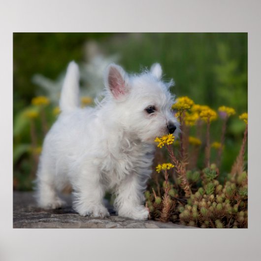 最も可愛い赤ん坊の動物 | West Highland White Terrier ポスター (正面)