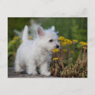 最も可愛い赤ん坊の動物 West Highland White Terrier ポストカード