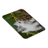 最も可愛い赤ん坊の動物 | West Highland White Terrier マグネット (右側)