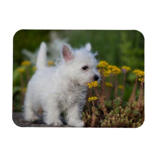 最も可愛い赤ん坊の動物 | West Highland White Terrier マグネット (横)