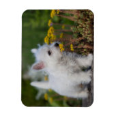 最も可愛い赤ん坊の動物 | West Highland White Terrier マグネット (縦)