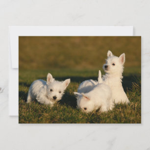 最も可愛い赤ん坊の動物 West Highland White Tireers サンキューカード