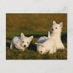 最も可愛い赤ん坊の動物 West Highland White Tireers ポストカード