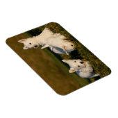 最も可愛い赤ん坊の動物 | West Highland White Tireers マグネット (右側)