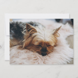 最も可愛い赤ん坊の動物 Yorkshire Terrier サンキューカード