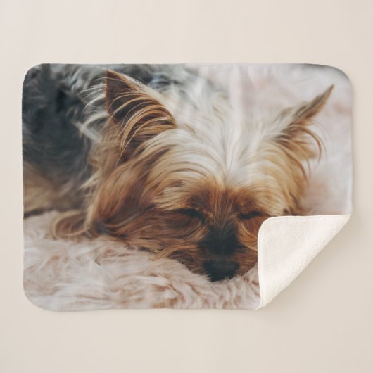 最も可愛い赤ん坊の動物 | Yorkshire Terrier シェルパブランケット (正面(横))