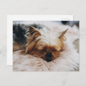 最も可愛い赤ん坊の動物 | Yorkshire Terrier ポストカード (正面/裏面)