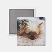 最も可愛い赤ん坊の動物 | Yorkshire Terrier マグネット (正面/裏面)