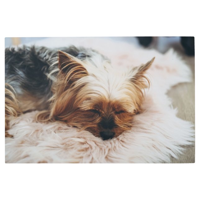 最も可愛い赤ん坊の動物 | Yorkshire Terrier メタルプリント (正面)