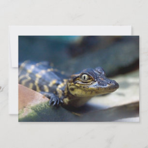 最も可愛い赤ん坊の動物 Young Aligator サンキューカード