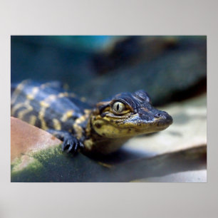 最も可愛い赤ん坊の動物   Young Aligator ポスター