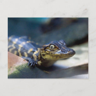 最も可愛い赤ん坊の動物 Young Aligator ポストカード