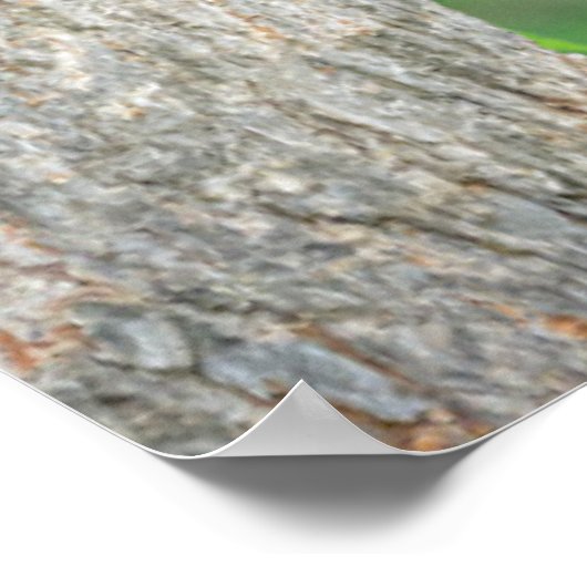 最も可愛い赤ん坊の動物 | Young Black Bear Cub ポスター (角)