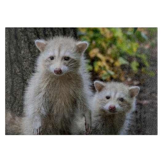 最も可愛い赤ん坊の動物 | Young Blonde Raccoons カッティングボード (正面)