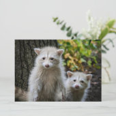 最も可愛い赤ん坊の動物 | Young Blonde Raccoons サンキューカード (スタンド正面)