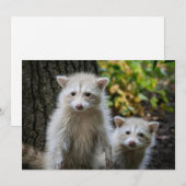 最も可愛い赤ん坊の動物 | Young Blonde Raccoons サンキューカード (正面/裏面)