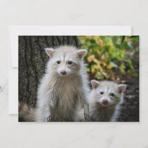 最も可愛い赤ん坊の動物 Young Blonde Raccoons サンキューカード