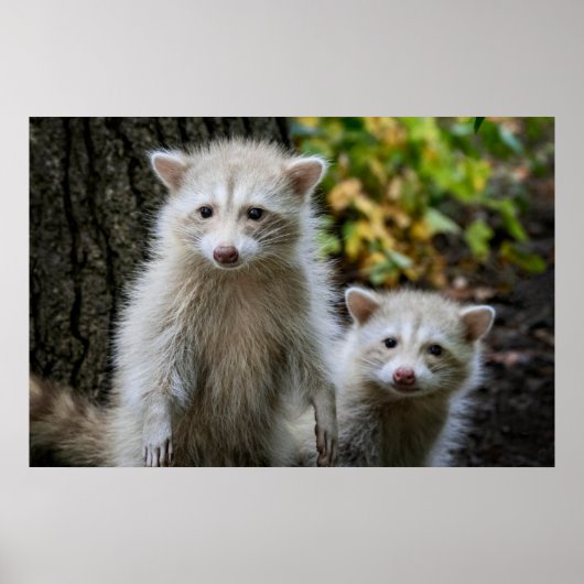 最も可愛い赤ん坊の動物 | Young Blonde Raccoons ポスター (正面)