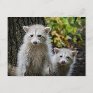 最も可愛い赤ん坊の動物 Young Blonde Raccoons ポストカード