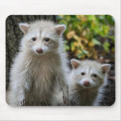 最も可愛い赤ん坊の動物 | Young Blonde Raccoons マウスパッド (正面)