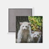 最も可愛い赤ん坊の動物 | Young Blonde Raccoons マグネット (正面/裏面)