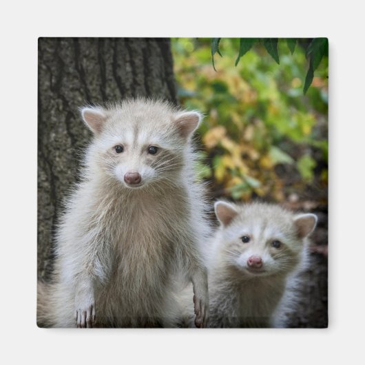最も可愛い赤ん坊の動物 | Young Blonde Raccoons マグネット (正面)