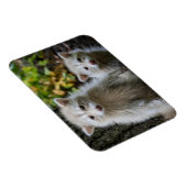 最も可愛い赤ん坊の動物 | Young Blonde Raccoons マグネット (右側)