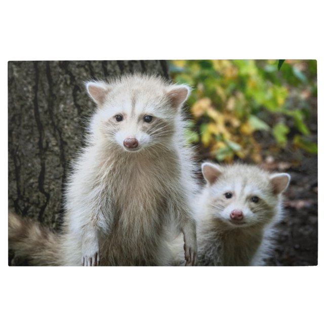 最も可愛い赤ん坊の動物 | Young Blonde Raccoons メタルプリント (正面)