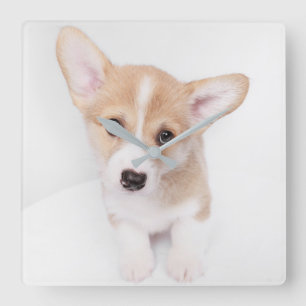 最も可愛い赤ん坊の動物 Young Corgi Puppy スクエア壁時計